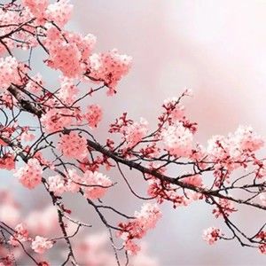 Meet your Posher, Vincent